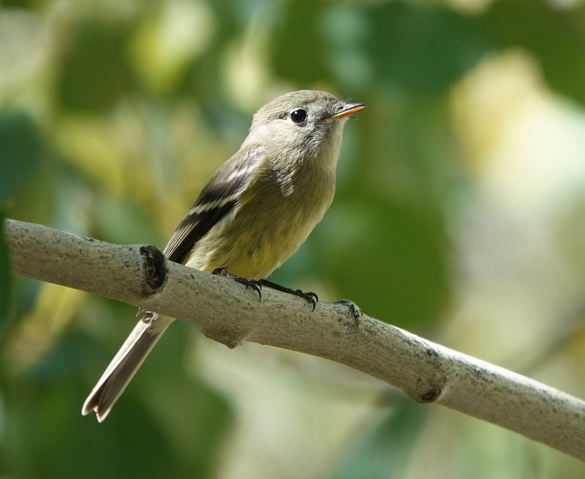 Hammond's Flycatcher - ML609403947