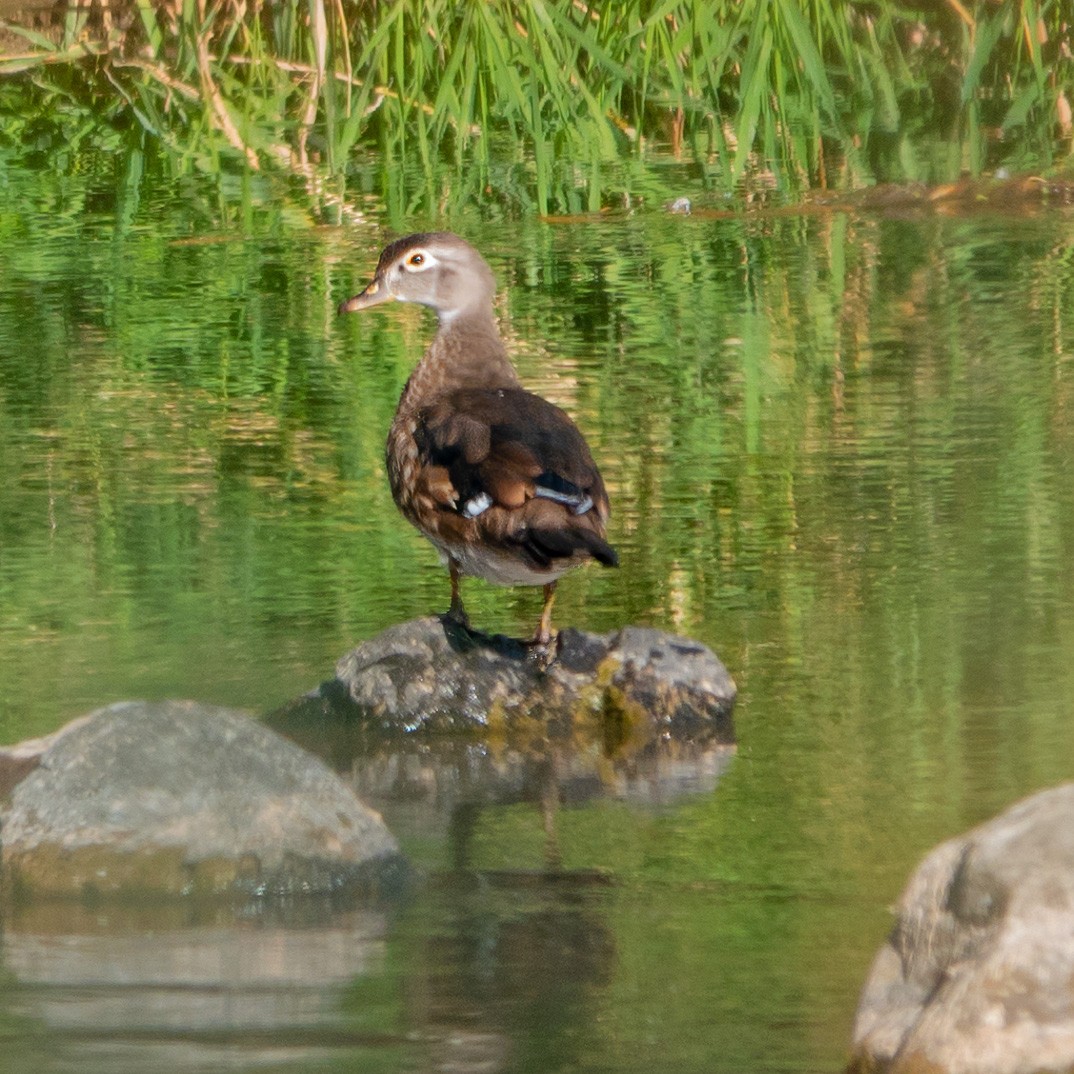 Wood Duck - ML609404006