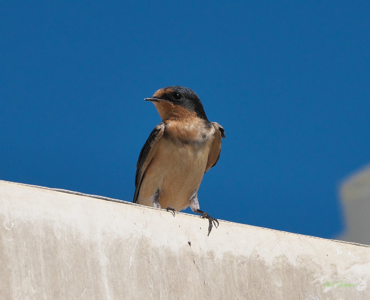 Barn Swallow - ML609404017