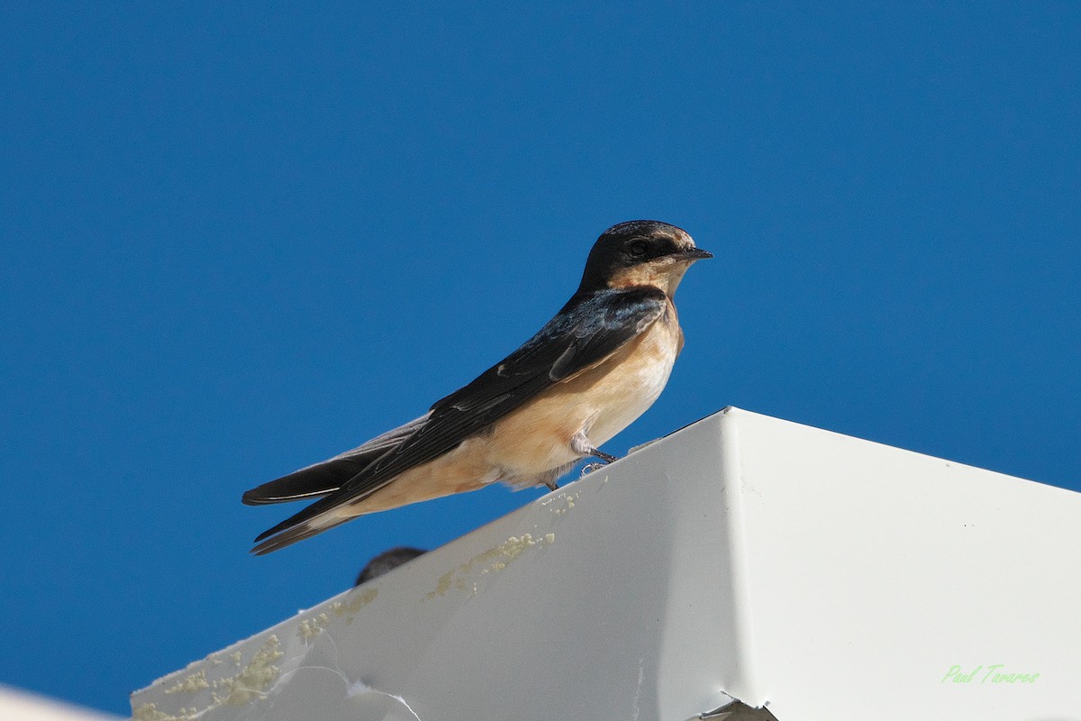 Barn Swallow - ML609404018