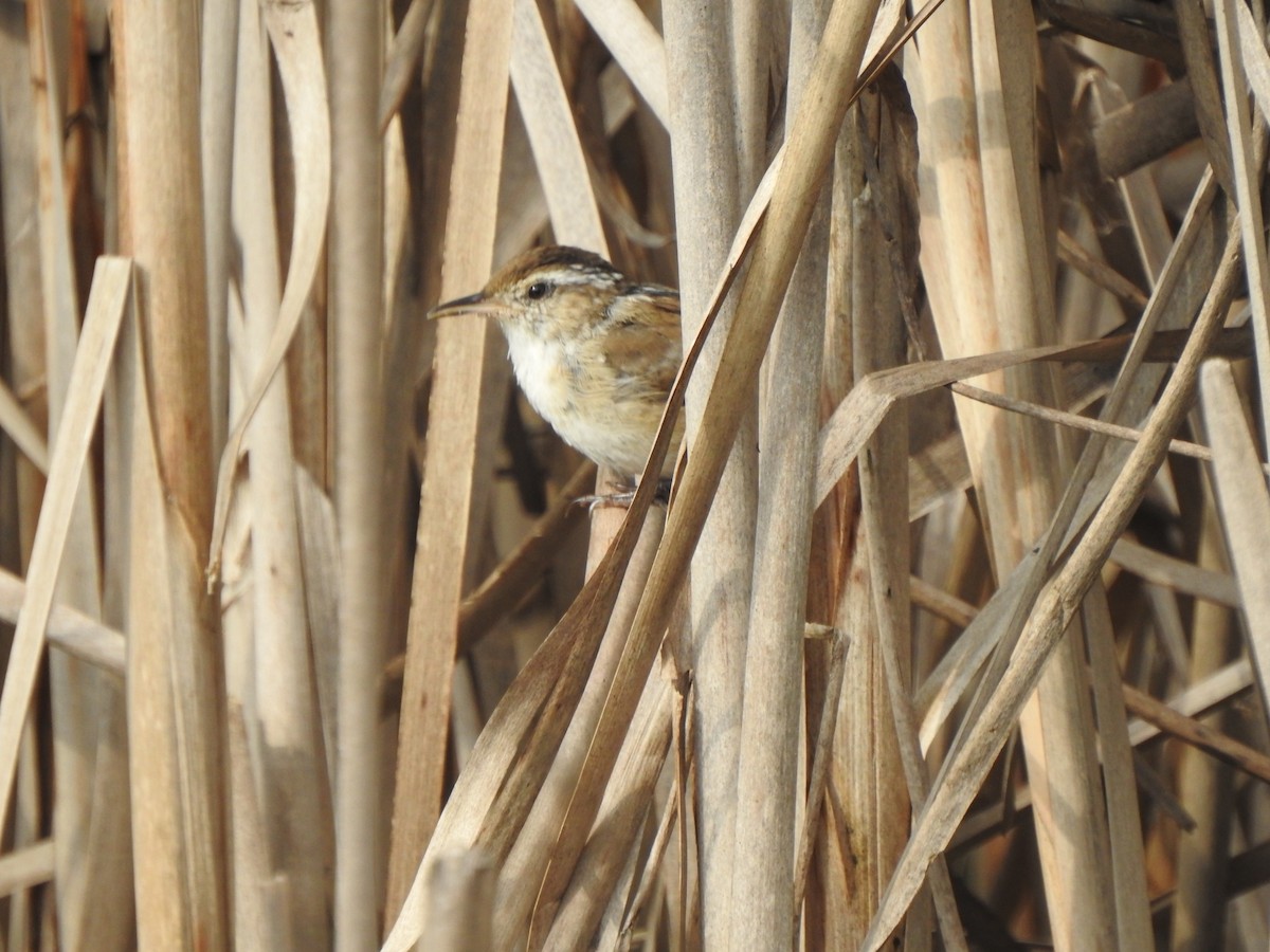 Marsh Wren - ML609404059