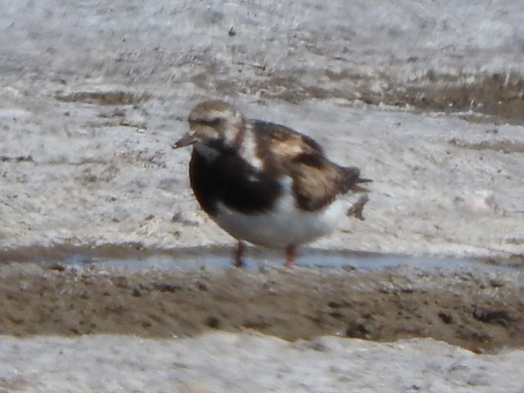 Ruddy Turnstone - ML609404177