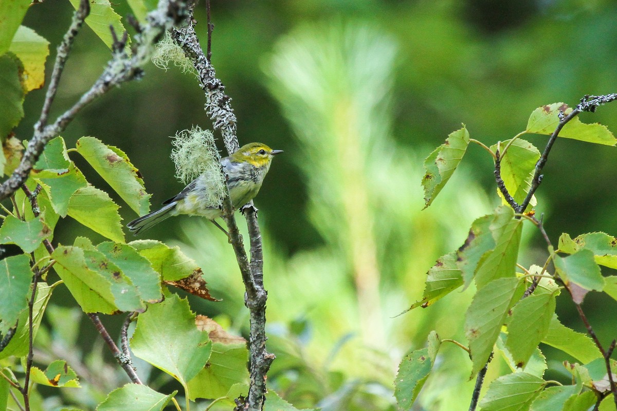 Black-throated Green Warbler - ML609404181