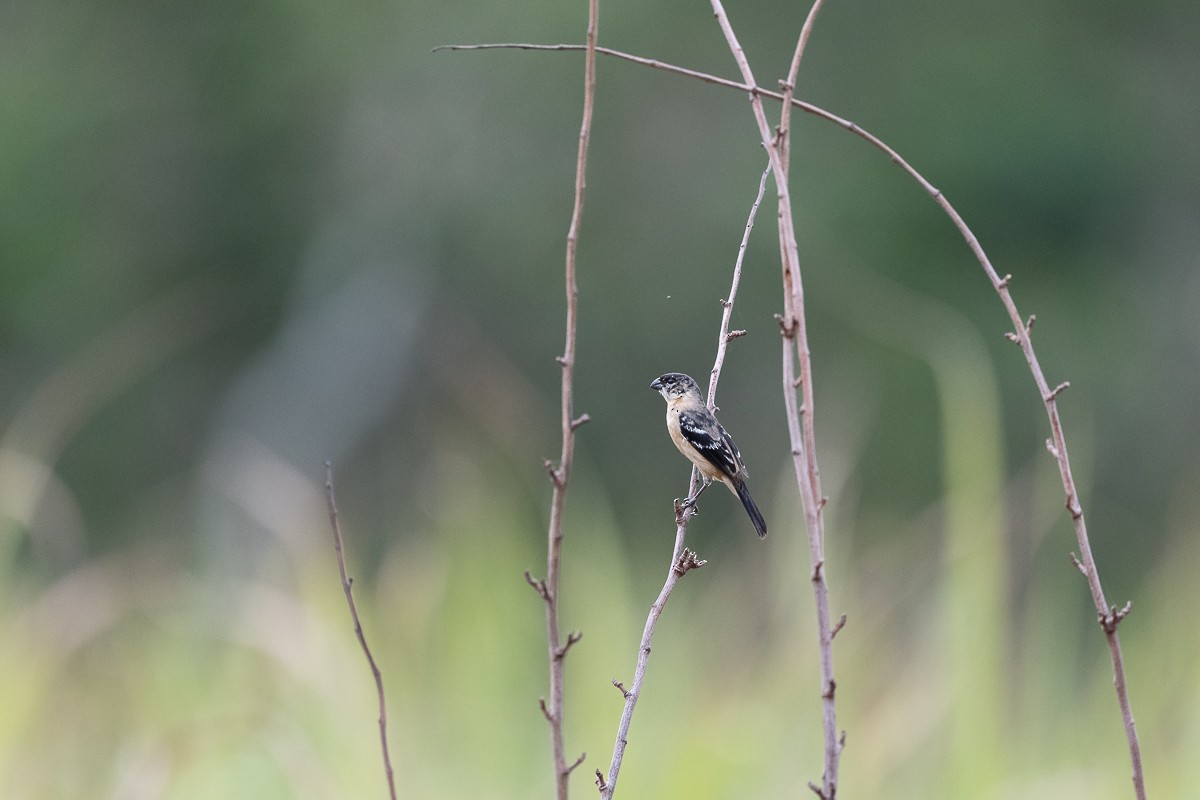 Morelet's Seedeater - Luis Guillermo