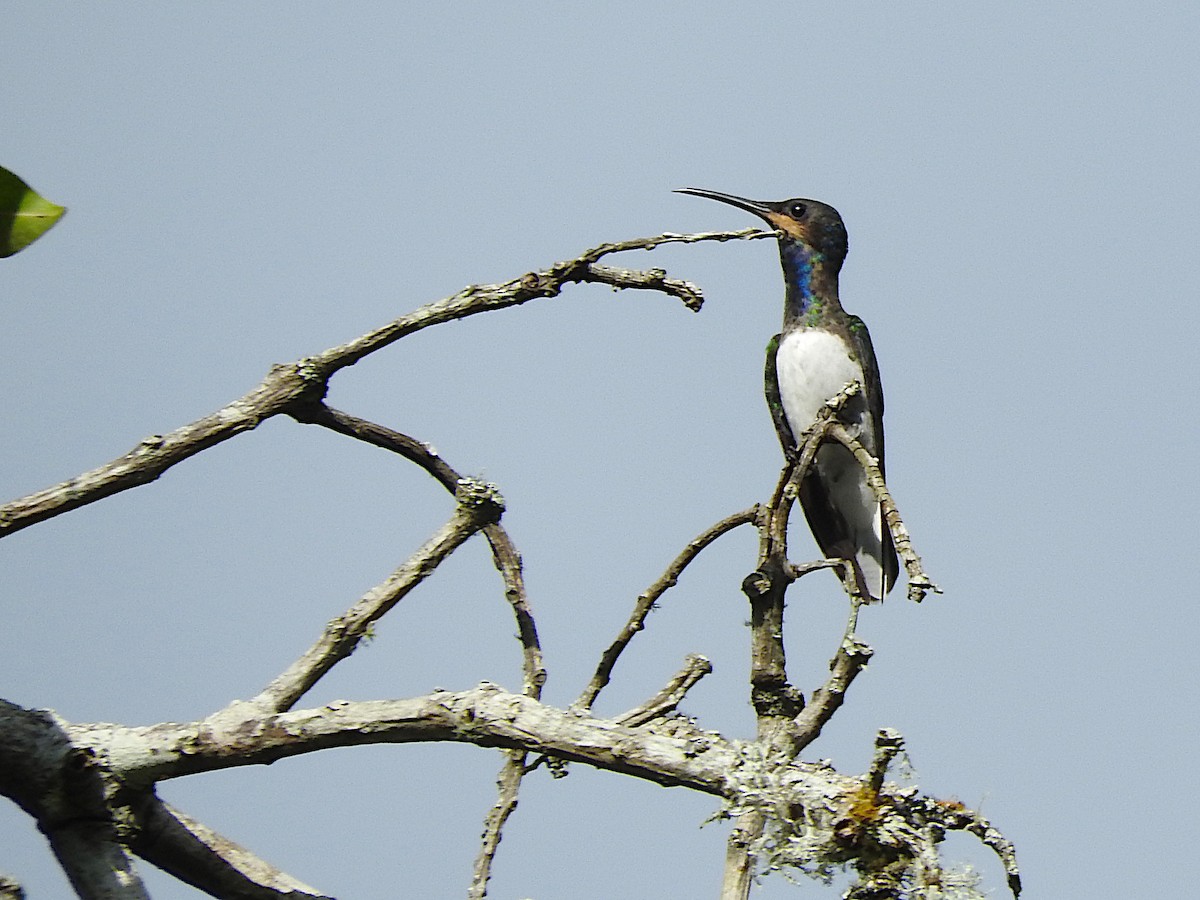 White-necked Jacobin - Alfredo Rosas