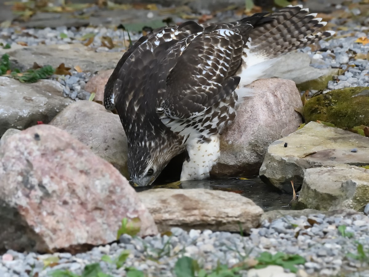 Red-tailed Hawk - Matthew Garvin