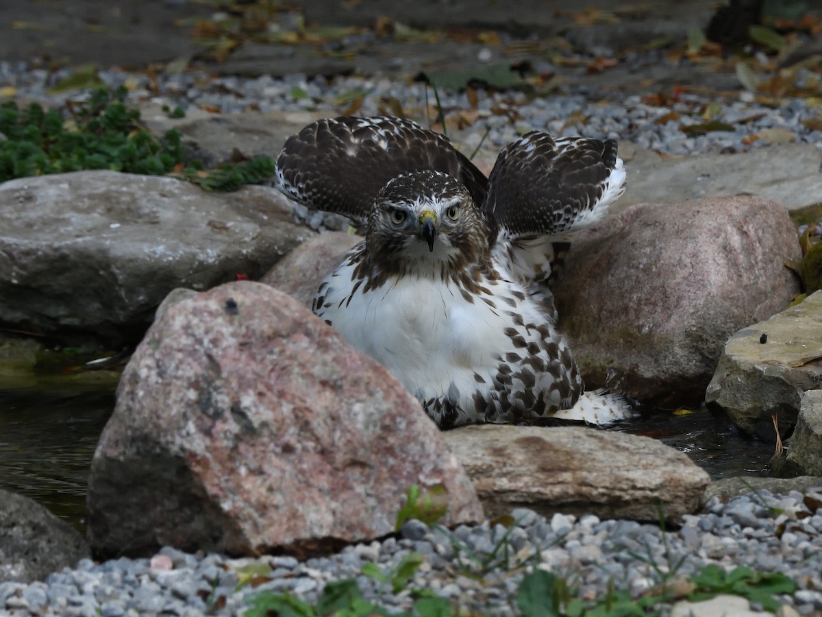 Red-tailed Hawk - Matthew Garvin