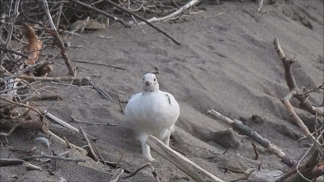 Willow Ptarmigan - ML609404637