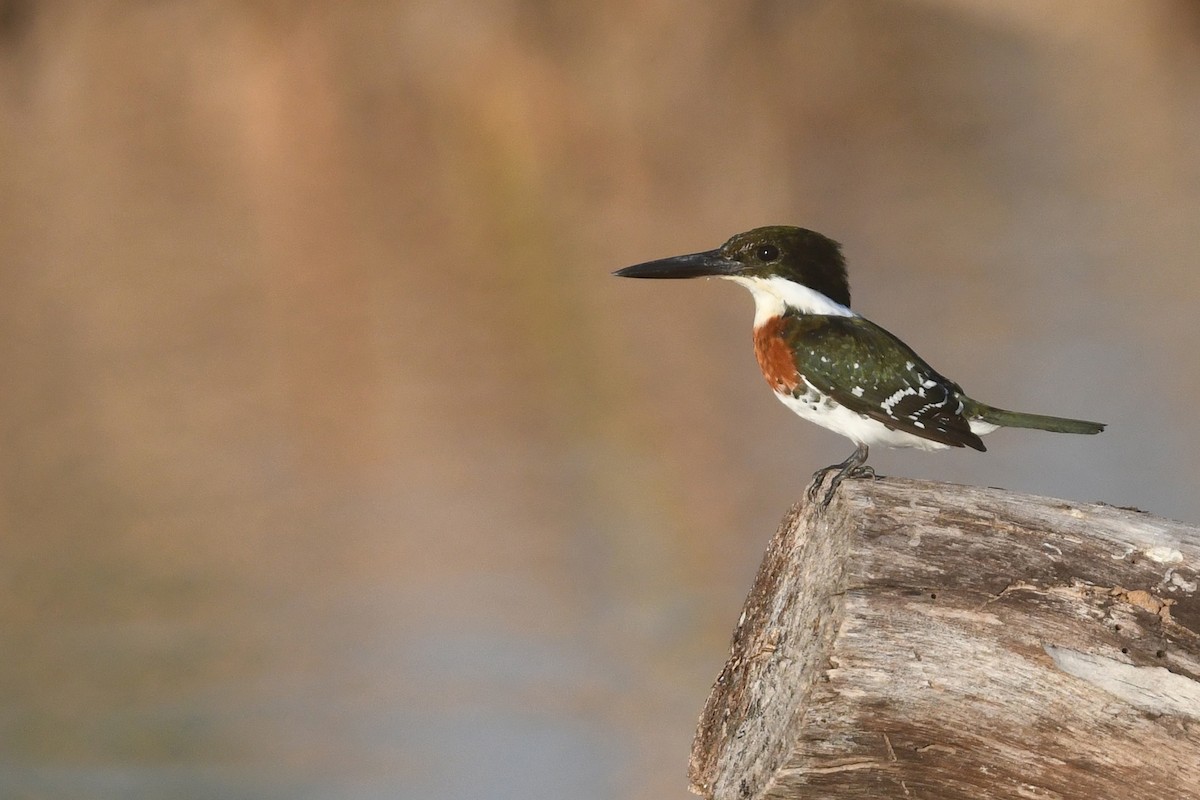 Green Kingfisher - Etienne Pracht