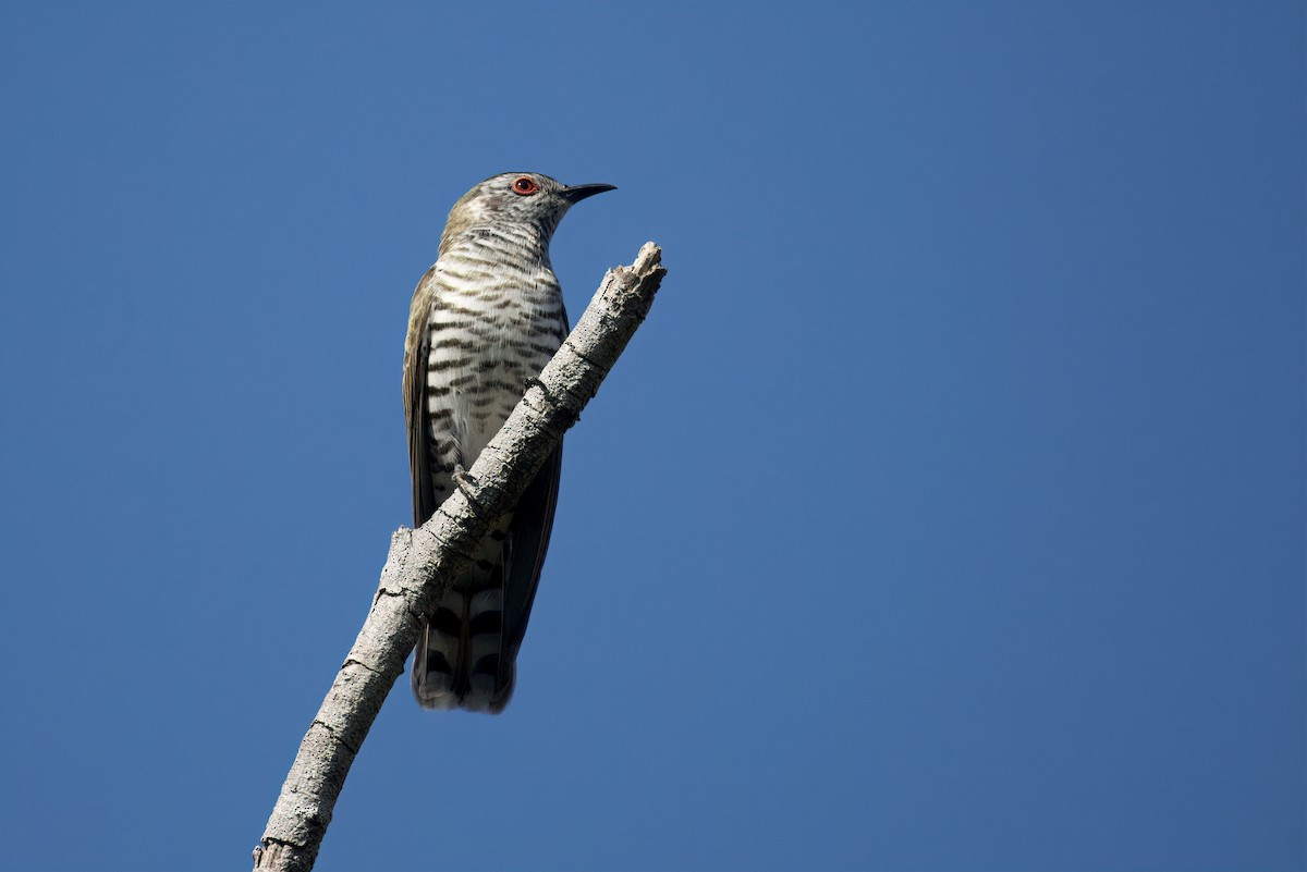 Little Bronze-Cuckoo - ML609404682