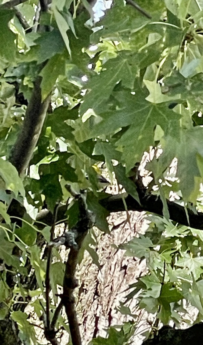 Black-throated Green Warbler - ML609404707