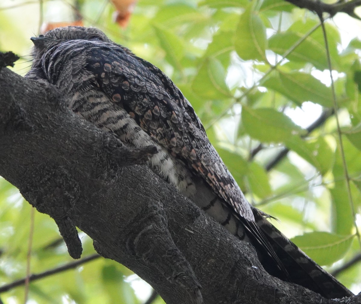 Jungle Nightjar - ML609404724