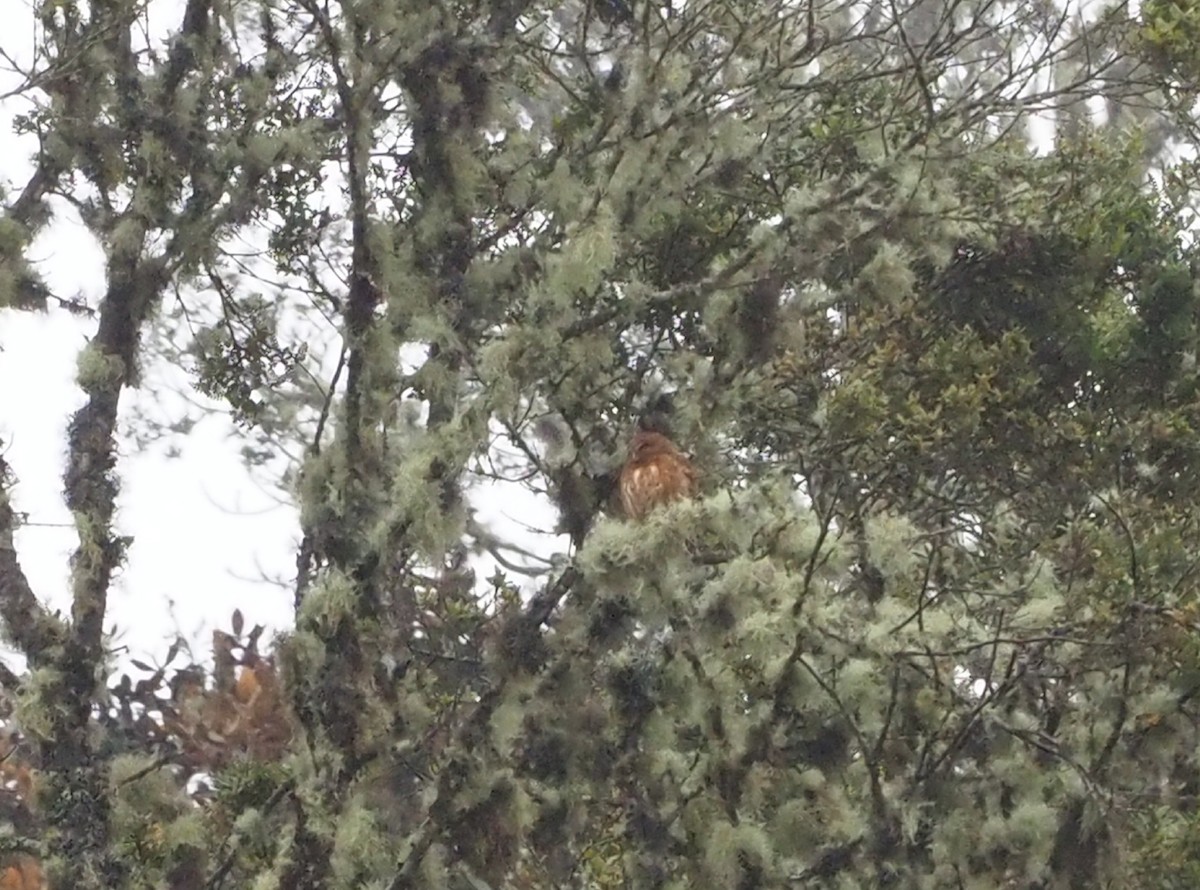 Andean Pygmy-Owl - Michael Honeyman