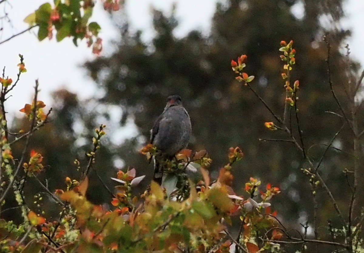 Cotinga à huppe rouge - ML609404781