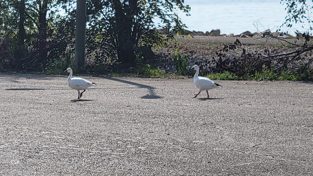 Snow Goose - CHRISTOPHER KEEN