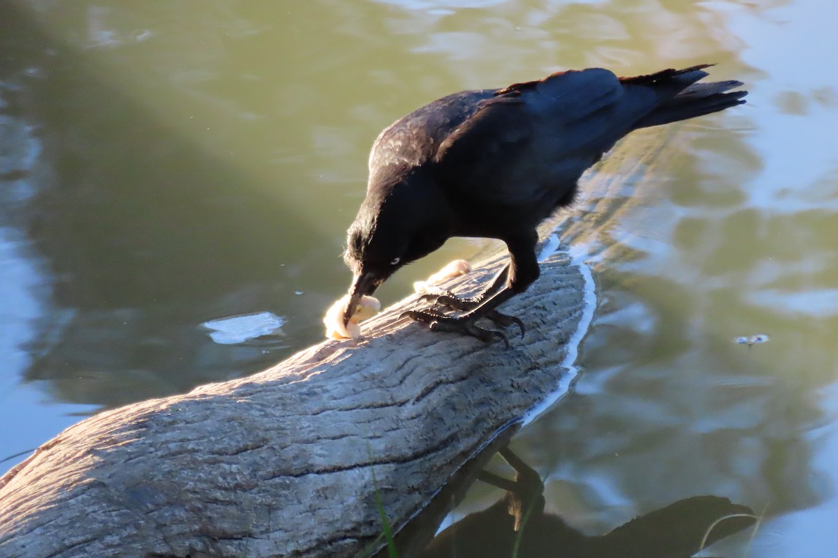 Corbeau d'Australie - ML609404798