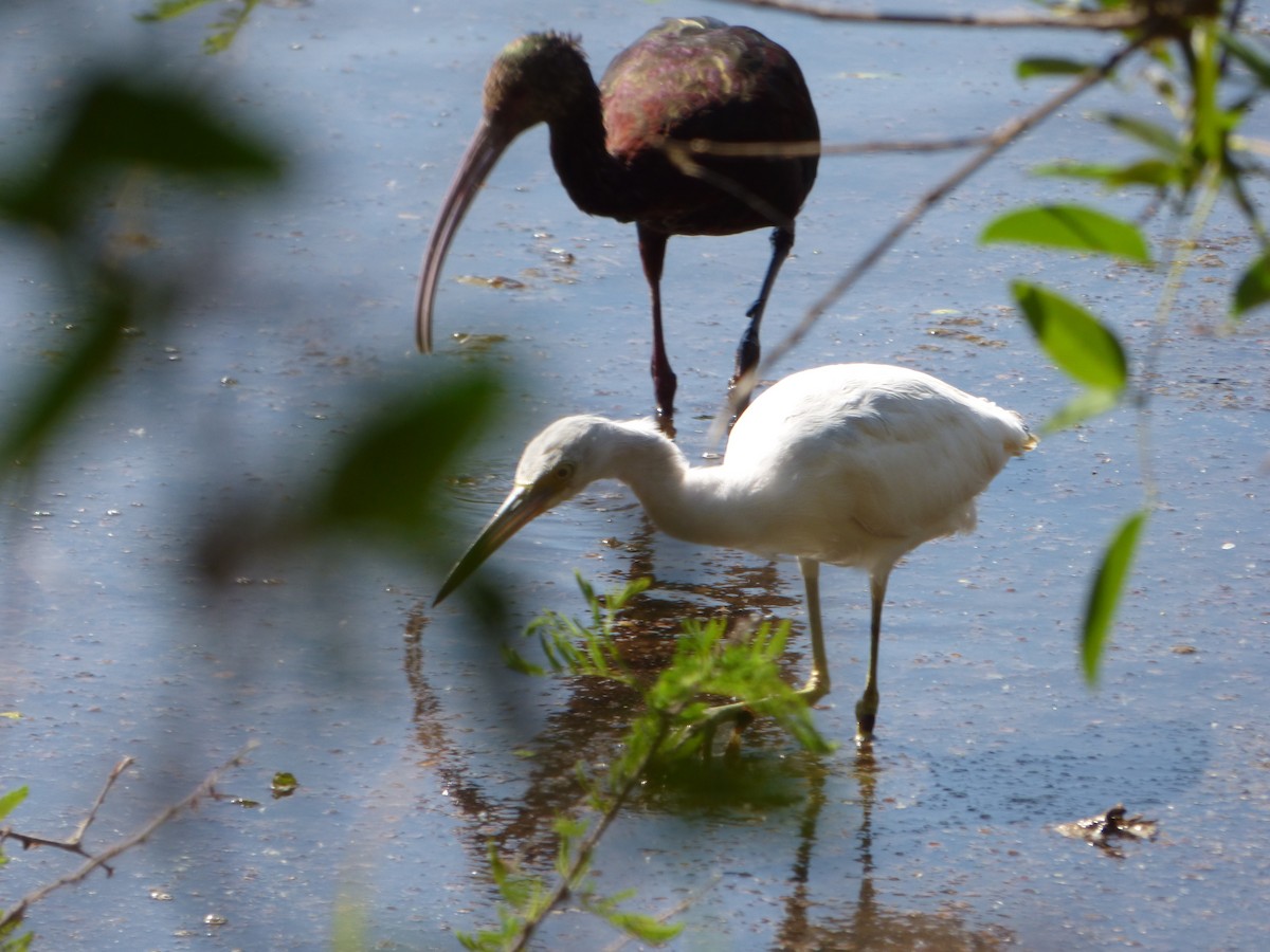 Ibis à face blanche - ML609404839