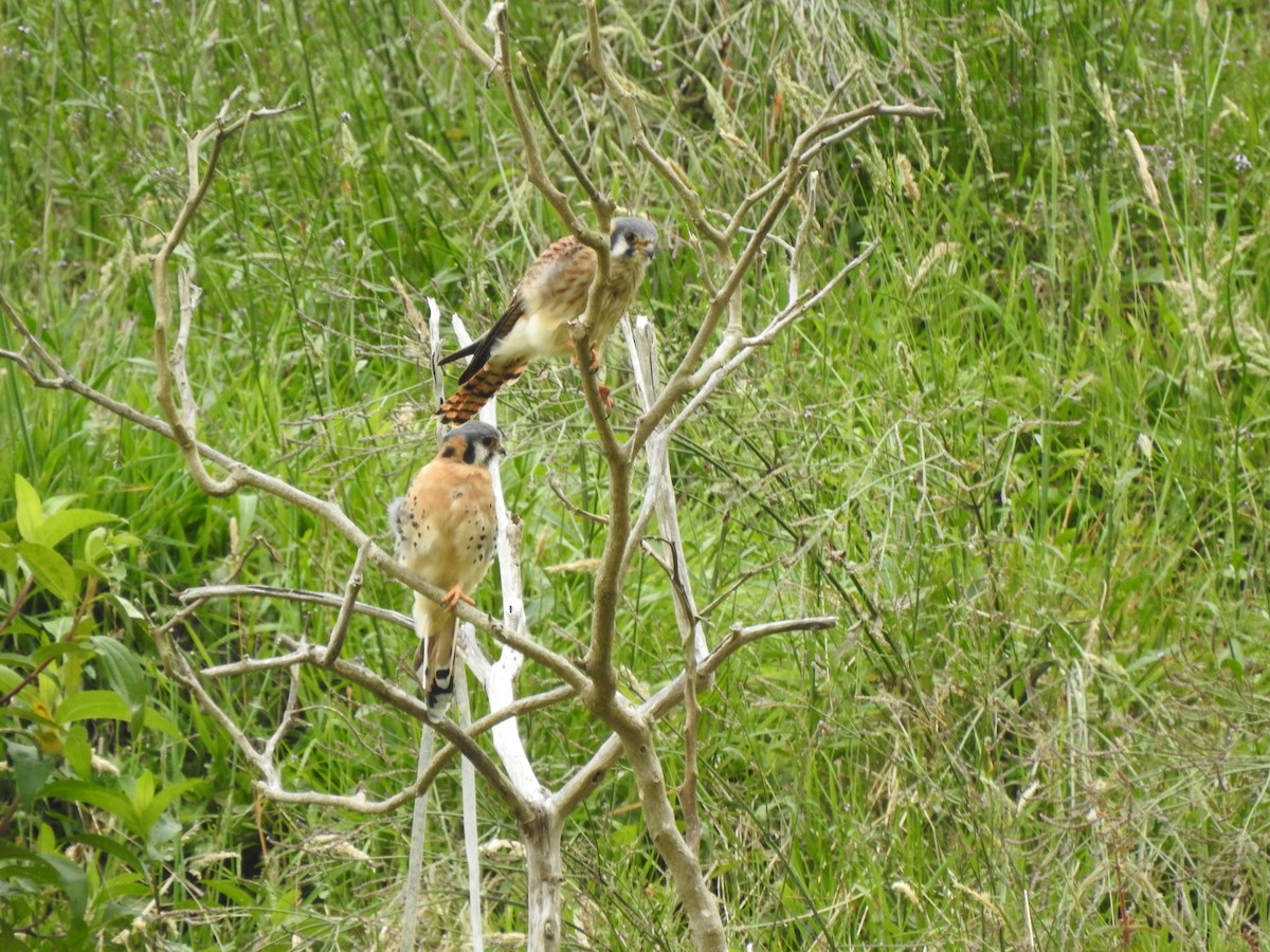 American Kestrel - ML609405037