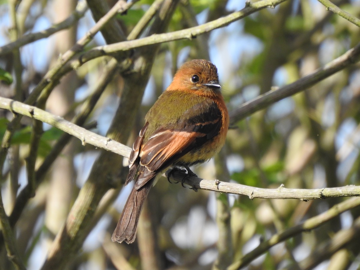 Cinnamon Flycatcher - ML609405053