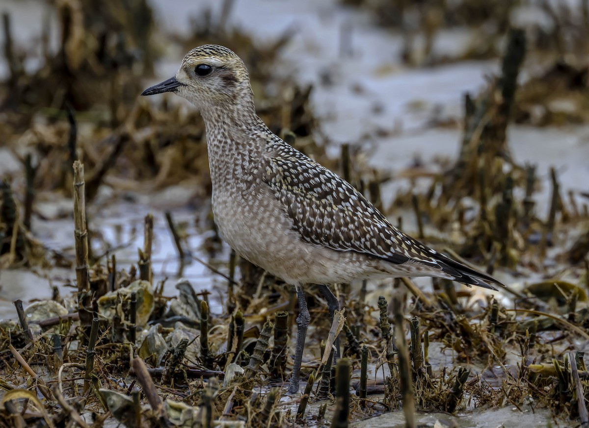 American Golden-Plover - ML609405077