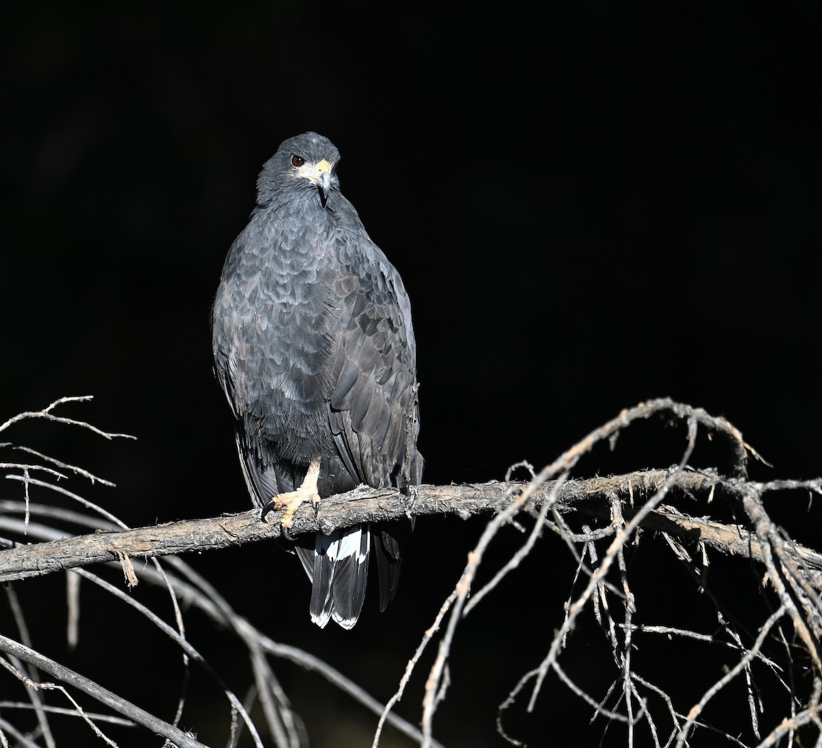 Common Black Hawk - ML609405203