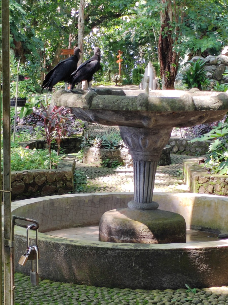 Black Vulture - ML609405218