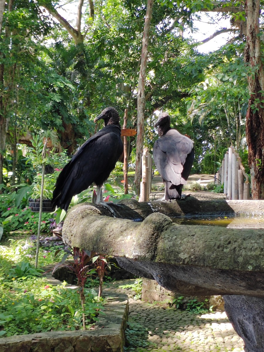 Black Vulture - ML609405219