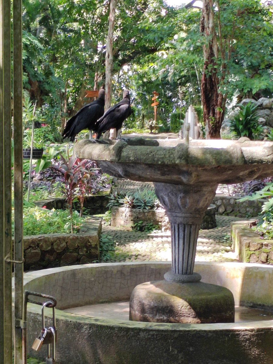 Black Vulture - ML609405220