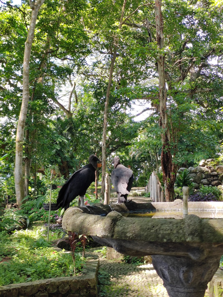 Black Vulture - ML609405221