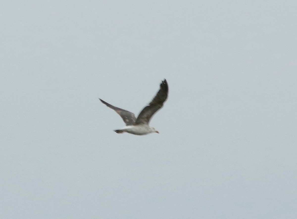 Lesser Black-backed Gull - ML609405247