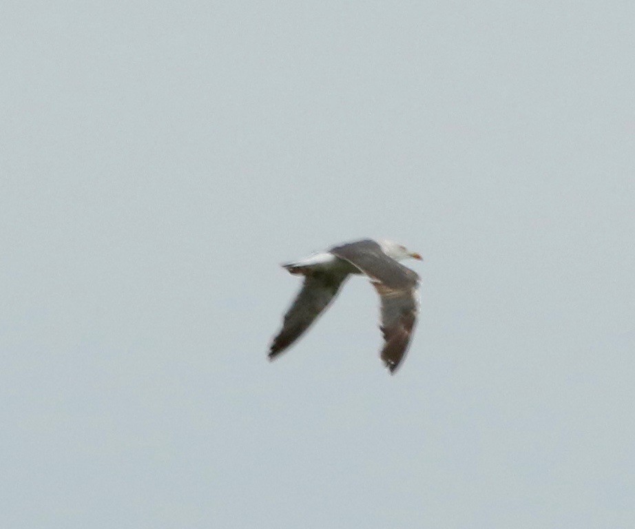 Lesser Black-backed Gull - ML609405248