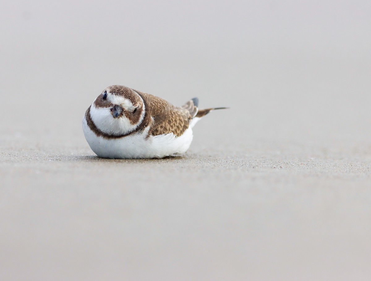 Semipalmated Plover - ML609405304