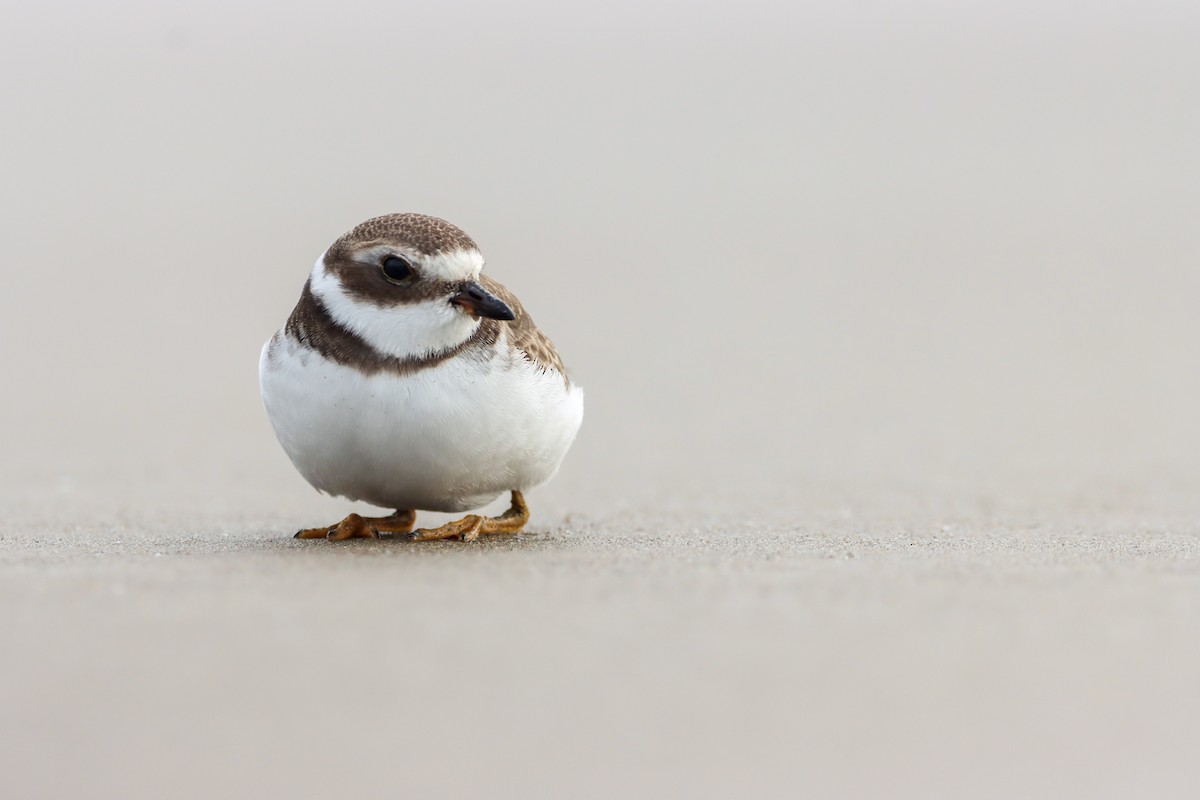 Semipalmated Plover - ML609405305
