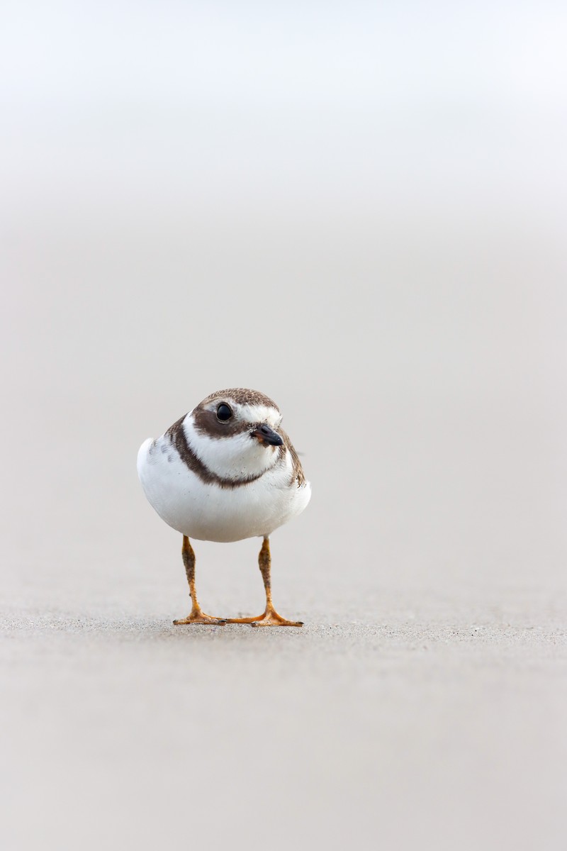 Semipalmated Plover - ML609405306