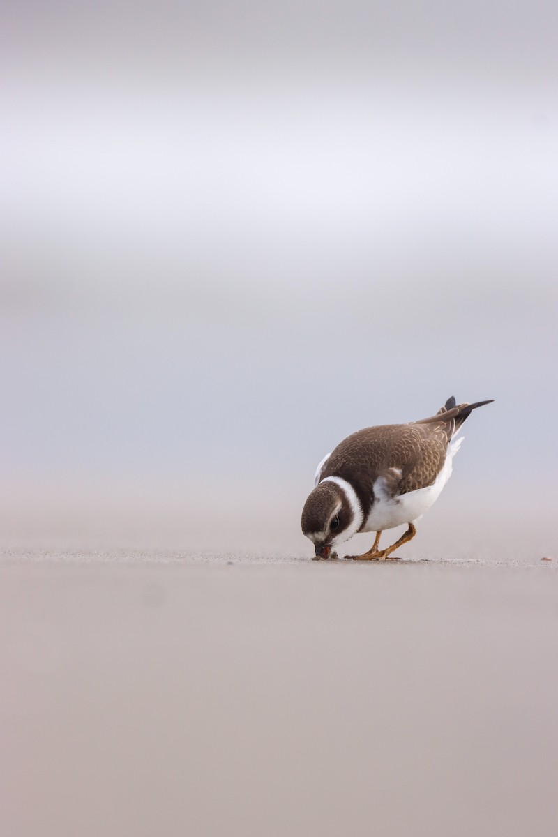 Semipalmated Plover - ML609405307