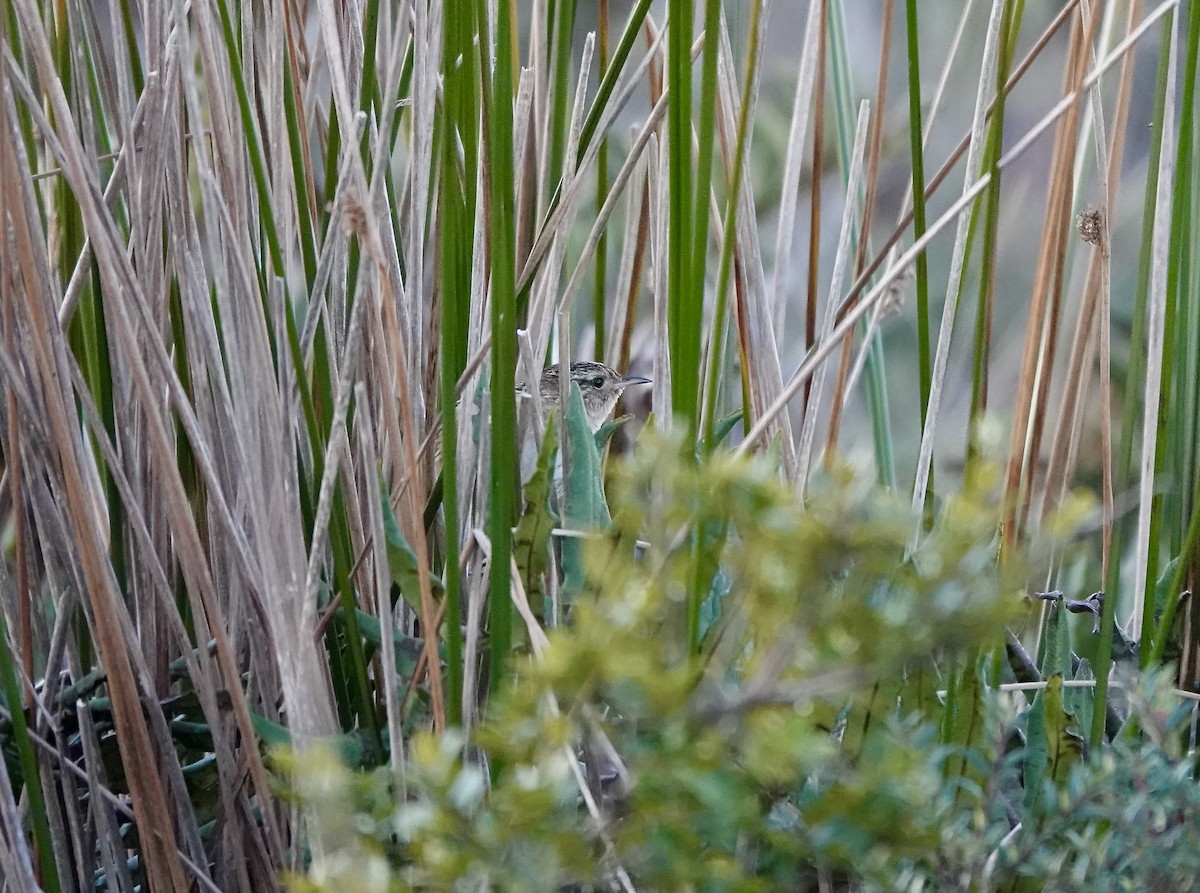 Grass Wren (Austral) - ML609405341