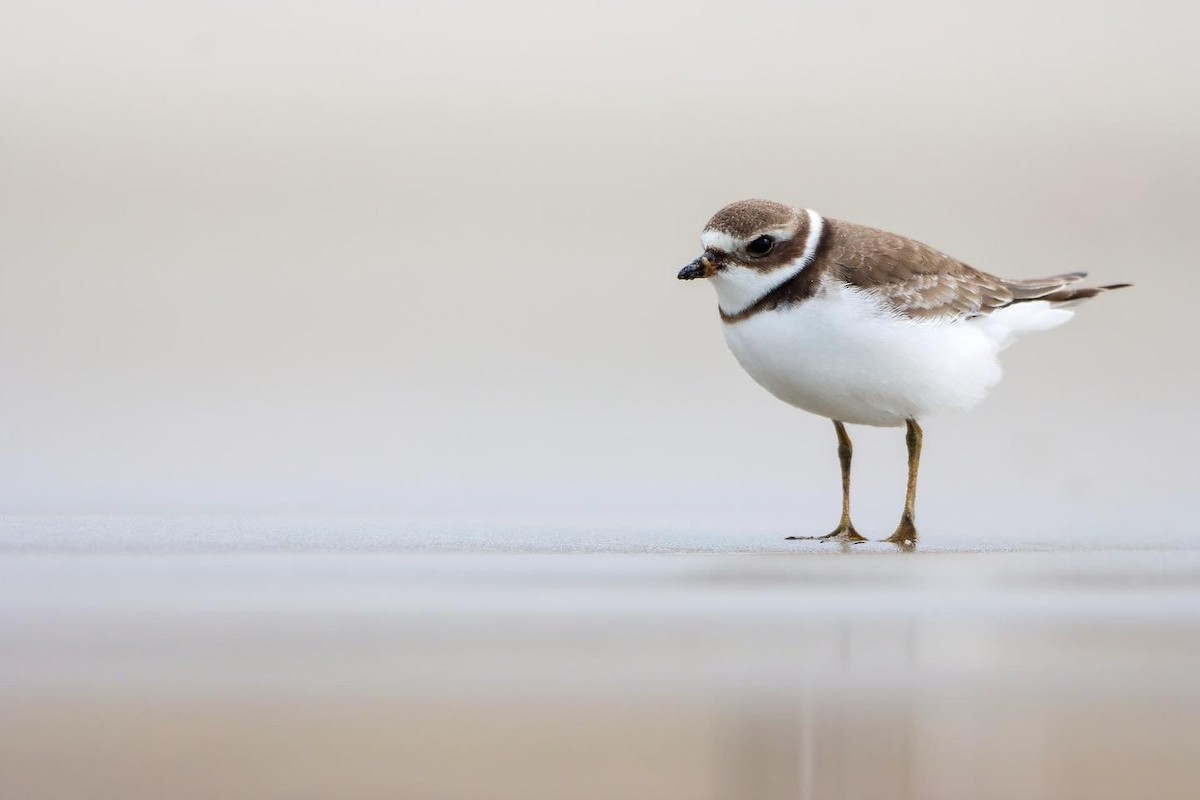 Semipalmated Plover - ML609405468