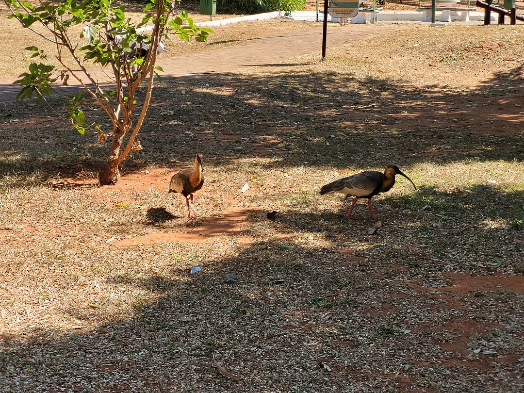 Buff-necked Ibis - ML609405497