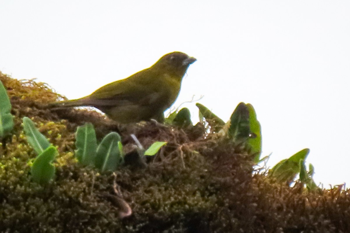 Yellow-green Tanager - ML609405506