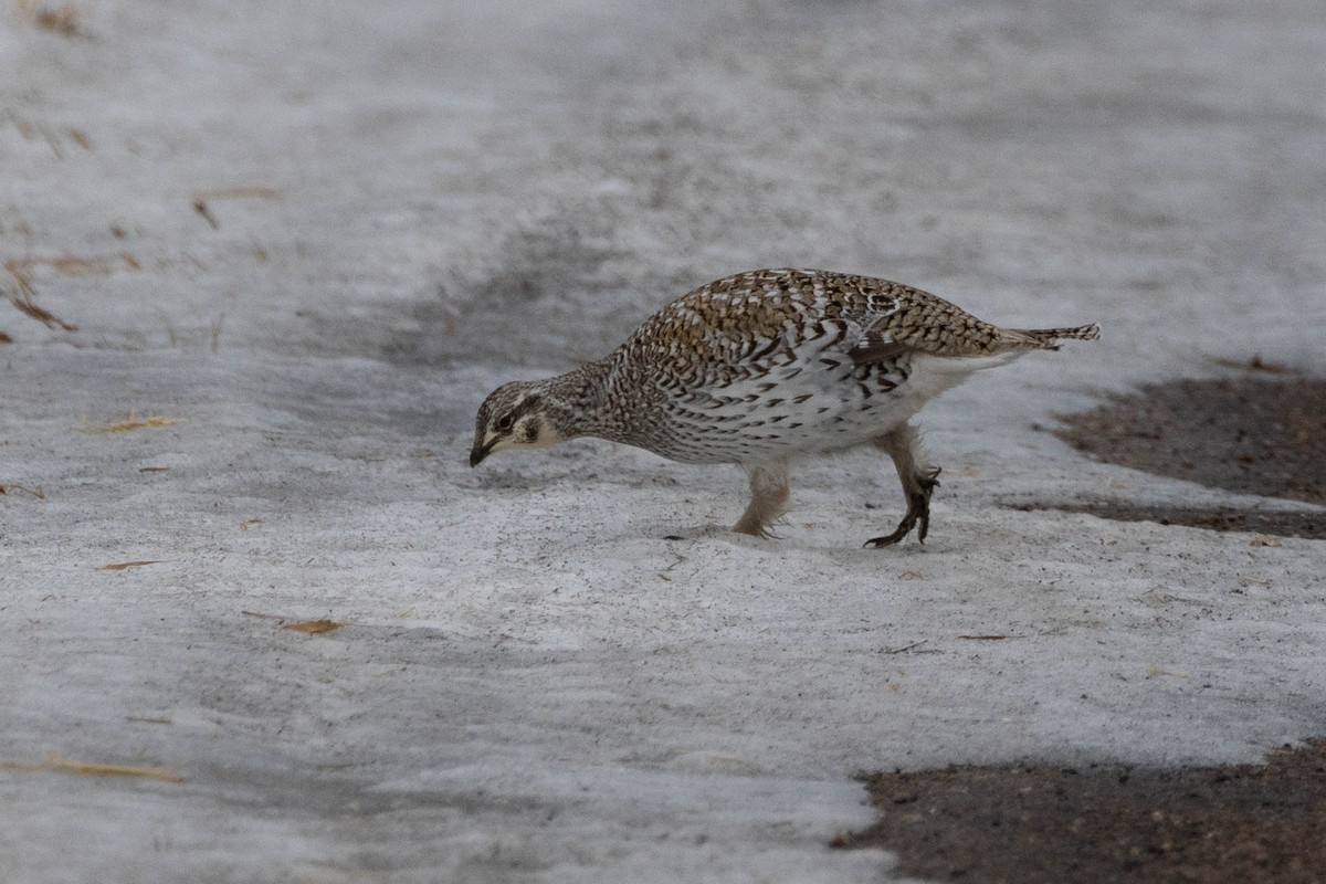 Sharp-tailed Grouse - ML609405521