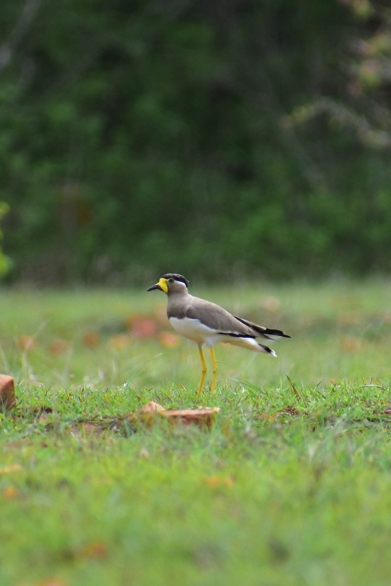 Yellow-wattled Lapwing - ML609405577