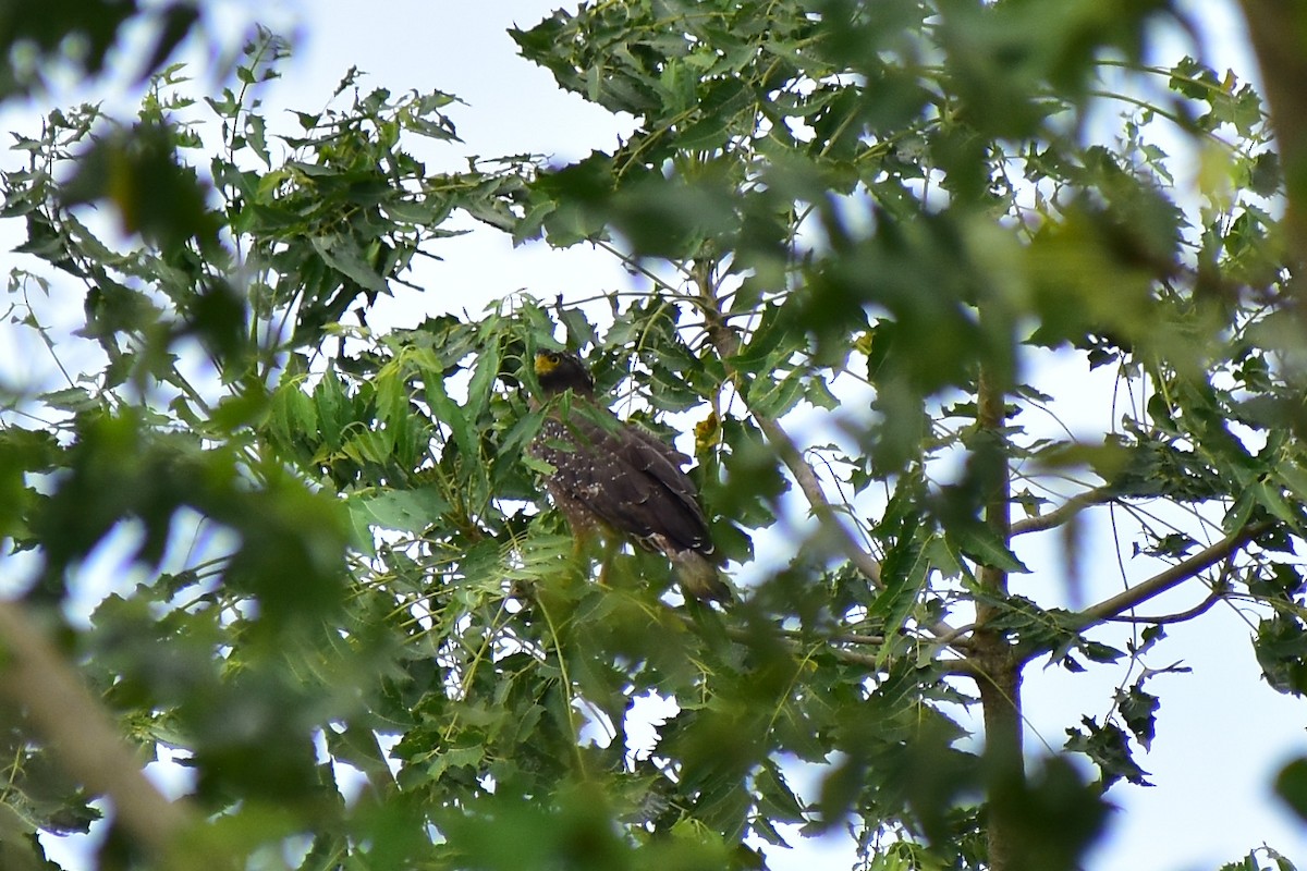 Crested Serpent-Eagle - ML609405580