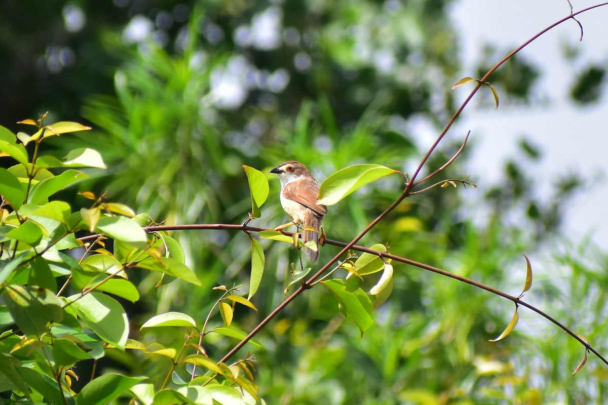 Yellow-eyed Babbler - ML609405583