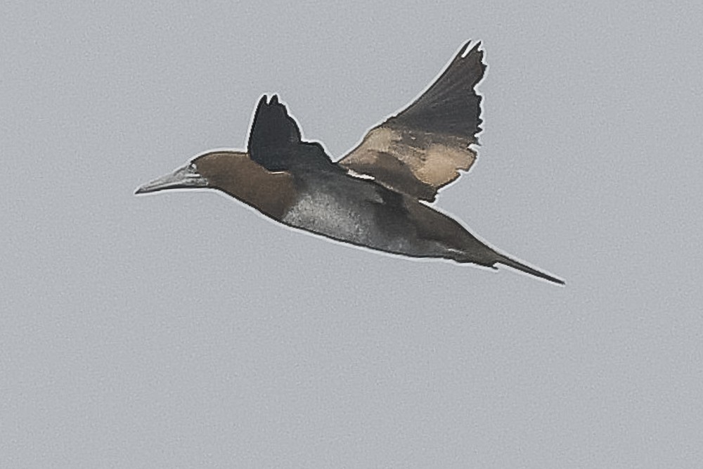 Brown Booby - ML609405588