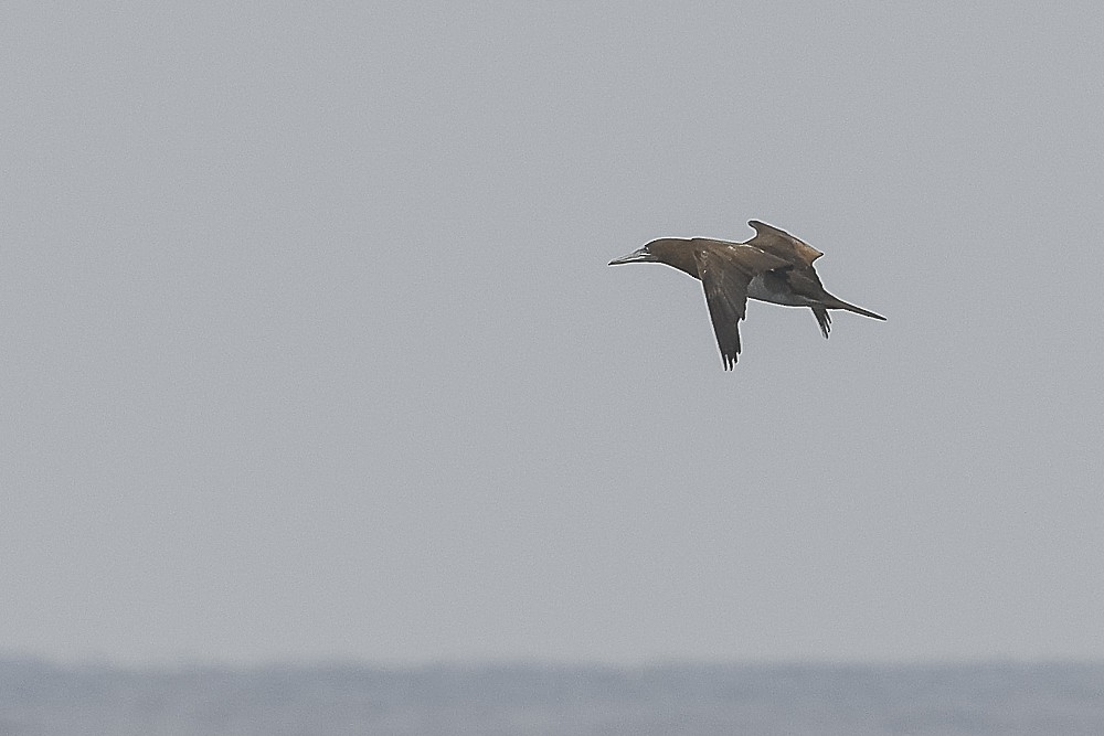 Brown Booby - ML609405589