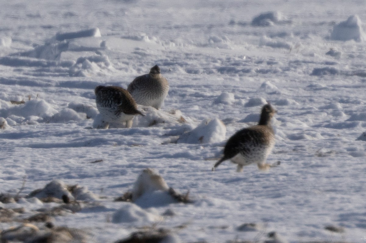 Sharp-tailed Grouse - ML609405632