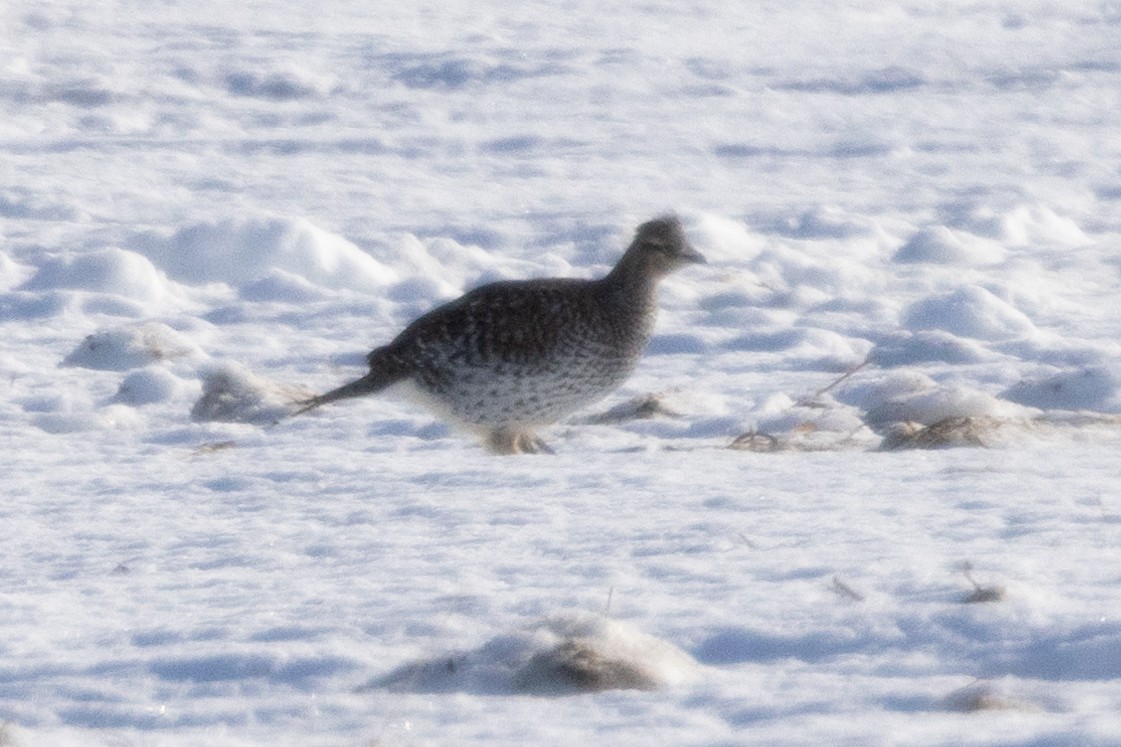 Sharp-tailed Grouse - ML609405633