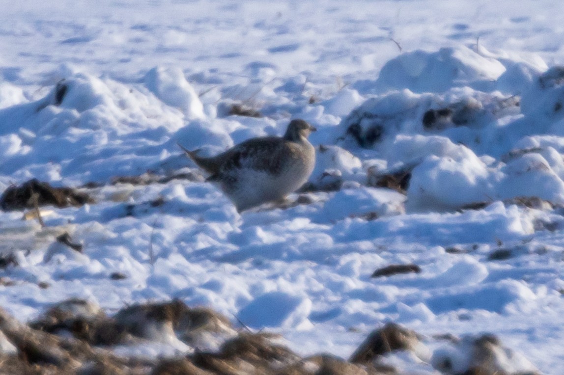 Sharp-tailed Grouse - ML609405635