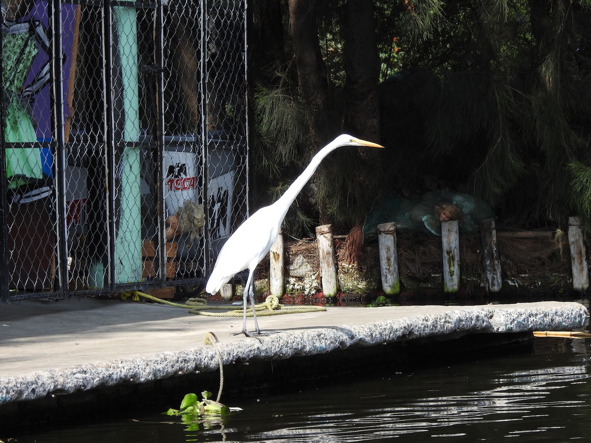 Great Egret - Manuela Zapata