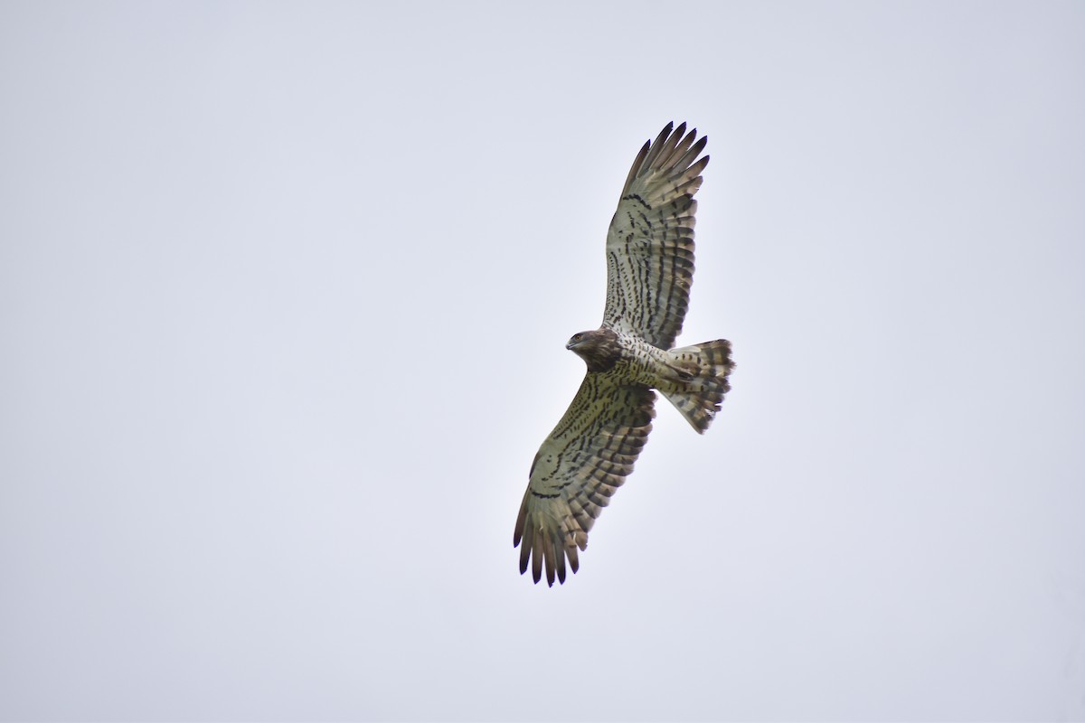 Short-toed Snake-Eagle - ML609405680